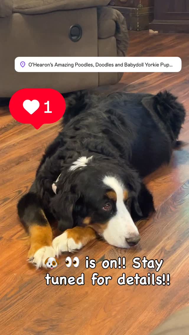 Puppy watch is on. Stay tuned for details. #merlebernedoodlesofinstagram #merlebernedoodles #ohearonsamazingpuppies #utahpuppies #furryfriends