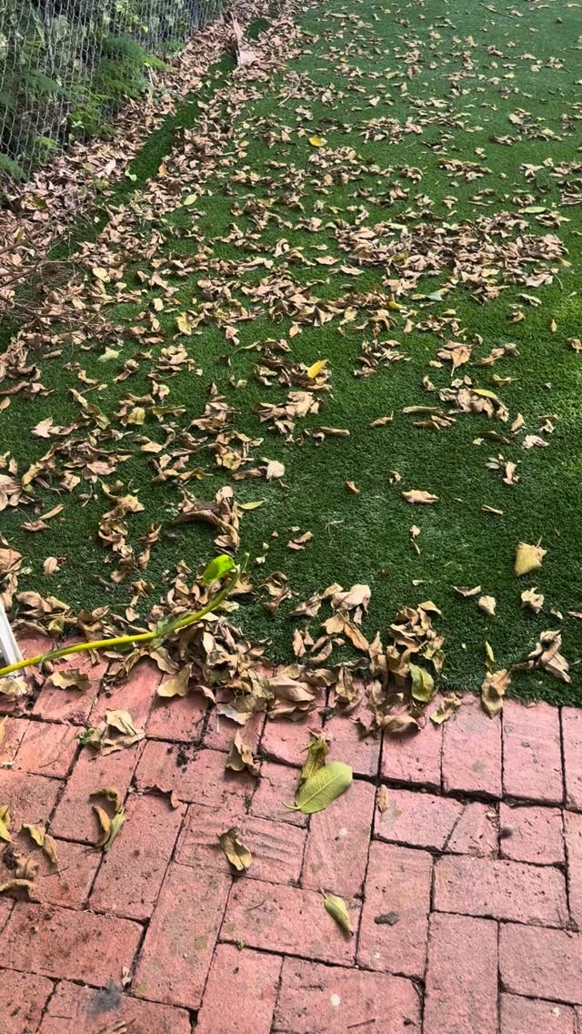 #beforeandafter #turfcleaning #pressurecleaning #pressurewashing #roofcleaning call today for a free estimate 3053189961 www.tnacleans.com