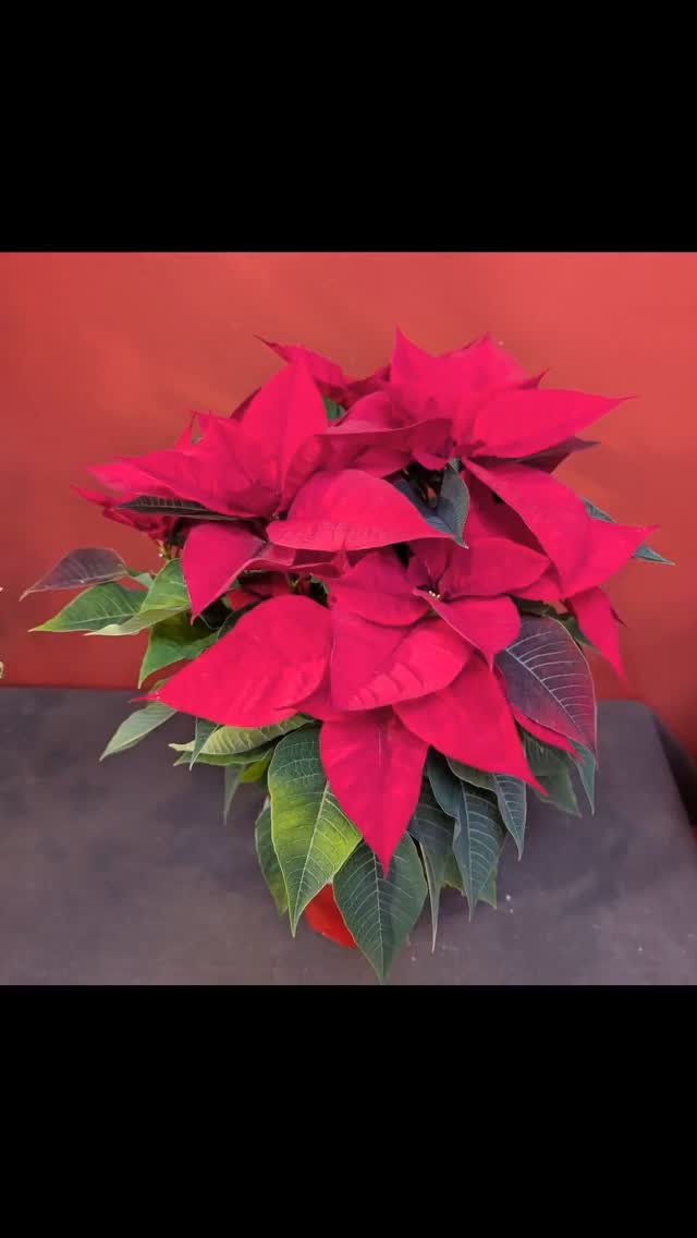 âš Pour cette nouvelle annĂ©e âš
Je vous souhaite la santé, de belles choses au quotidien, et plein de bons moments.
Merci pour votre fidĂ©litĂ© et votre prĂ©sence tout au long de lâannĂ©e : câest grĂące Ă vous que la boutique vit et fleurit chaque jour.
Au plaisir de vous retrouver trĂšs vite đž