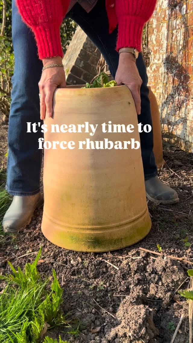 If you grow rhubarb, January is the month to start thinking about covering up the crowns to wake them up. Waiting for a cold snap really helps as the stored energy starts to be released when temperatures drop to freezing.
Use a forcer, bucket or large bin to lock in warmth and block out daylight.
This tricks the plant into producing long, pink, tender stems.
Which means an earlier harvest.
You’ll be bringing deliciously sweet rhubarb stems into the kitchen before unforced plants have woken up.
#rhubarb #gardening #grow #winter