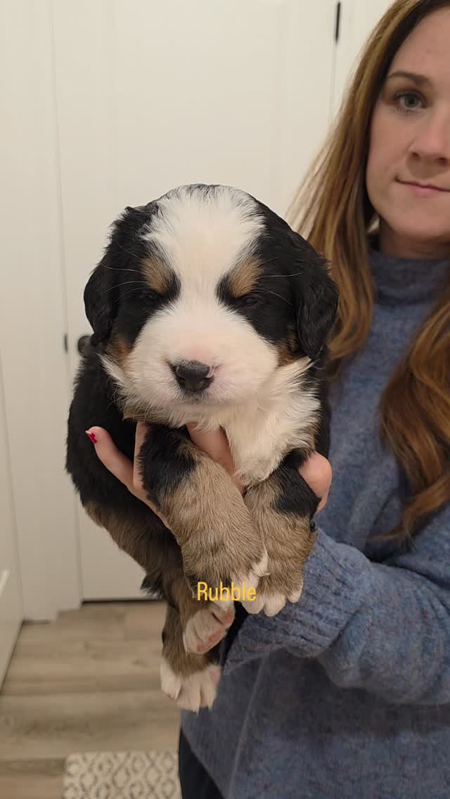 This is Rubble! He is one of our more active guys. He is so sweet and loves to be with me when everyone is out playing. Especially when im cleaning their puppy pen. He also loves to be held and to snuggle!
#bernesepuppy #puppylove #puppylife #puppy #berneseofinstagram