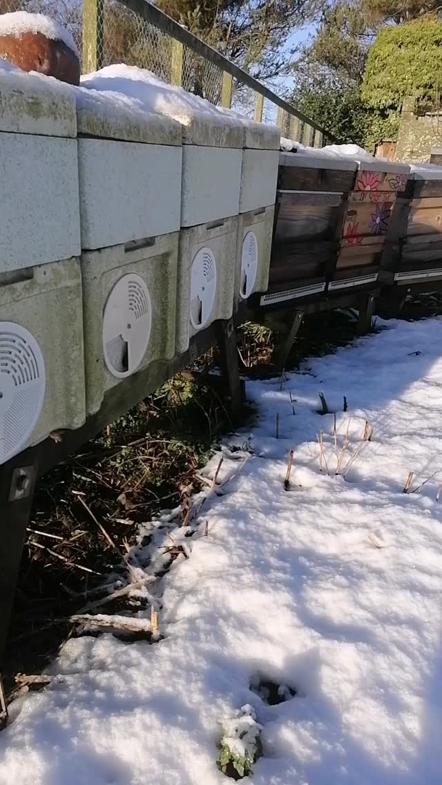 After days of snow and silence, the sun returns to the apiary.
The hives come back into view, surrounded by white, and for a short while the bees step outside: small flights, wings slowly stretching, some even landing on the snow.
At this time of year they may seem quiet or absent, but they never stop working.
Inside the hive, life goes on. The colony stays close together, sharing warmth to keep the family alive through winter.
This is one of the most delicate moments of the year, where everything depends on balance. Watching the vitality of a hive — without disturbing it — is part of the work. Every sign helps us understand when help is truly needed.
This video has no added music.
Only natural sounds: the soft hum of sleepy bees and the gentle crunch of snow underfoot.
We often feel the need to add music to everything, to make content more interesting.
But I think this slowness, these quiet moments, and these simple natural sounds are enough. They bring a sense of calm and peace — something our minds and bodies really need.
2026 has begun with cold and challenging conditions.
Let’s see what challenges nature will offer us. 🐝❄️☀️
#brawliemuirfarm #johnshaven
#scottishhoney #bees #aberdeenshire #nature #NaturalProduct #life #scottishbeekeeping