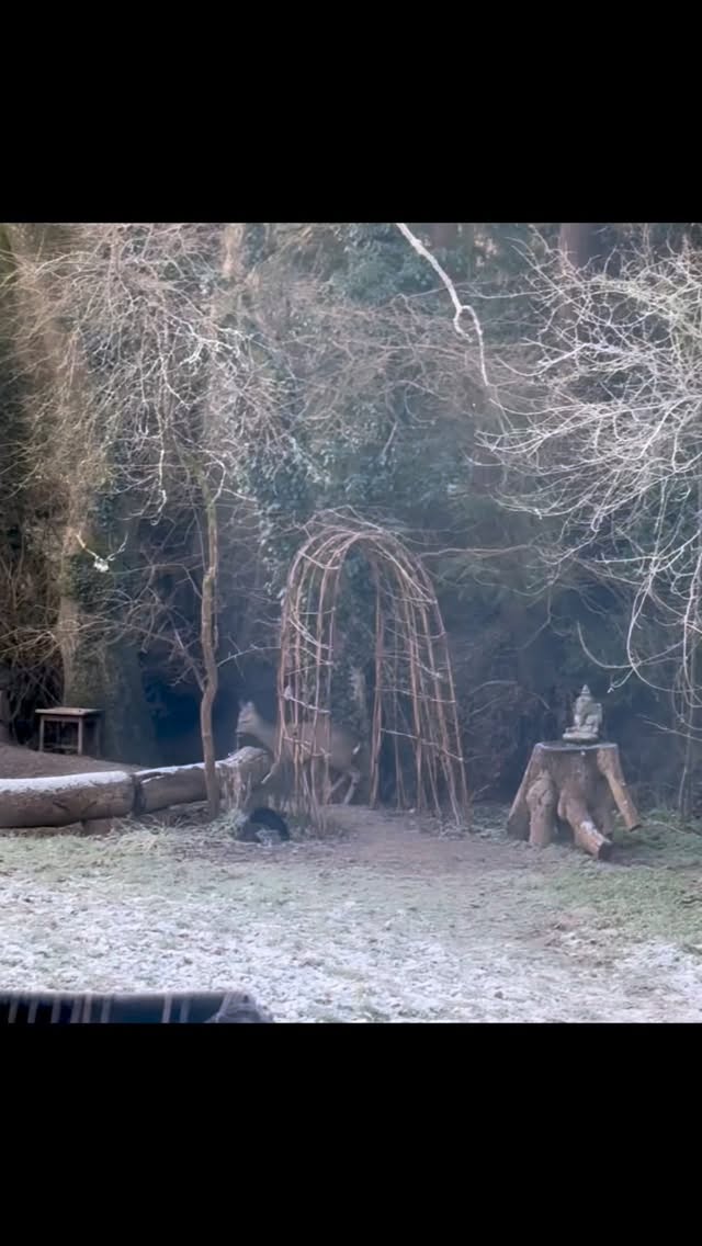 Time moves in cycles and seasons, yet there is meaning in this collective turning into a new Gregorian year, when so many stop and reflect together. So, thank you 2025 for a full and expansive year, a 9-year of endings, initiations, and fire.
Of laying down what no longer serves and building true foundations from the ground up, energetically, physically, devotionally.
A year that asked for trust, tending the heart(h), deep listening, and the courage to keep showing up.
There was grief and beauty, marriage and community, prayer and perseverance. Through it all, Fire taught me how to stay present, open-hearted, and in integrity.
As this cycle closes, I bow in gratitude for community, for every collaboration, for sweet sisterhood and brothers I can count on, for prayer, for my teachers, and for each soul who gathered in circle and shared the fire. For finding good way forwards, together. For every prayer laid into the land.
May the compost of 2025 become rich, fertile soil for what is ready to grow in me, and in you.
Welcoming 2026 with an open heart, a steady flame, and deep trust in what’s unfolding. I look forward to seeing you around the Sacred Fire.
With love & blessings,
Niki ❤️🔥
.
.
.
#gratitude #community #firemedicine #sacredcycles #endingsandbeginnings #prayer #walkingthegoodway #walkingwithintention #yearreview #dreamdeeply #shineyourlight #solstice #newyear #thevidasana