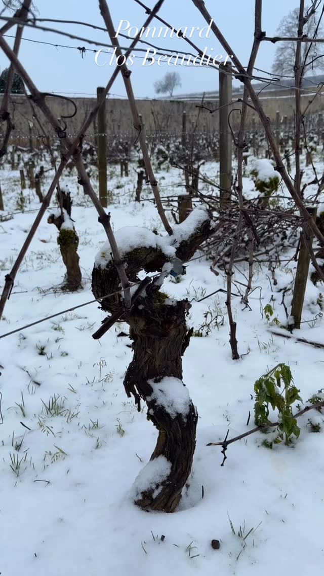 ❄️ A Pommard, silence, la vigne dort 🍇
Sous la neige, le Pommard Clos Beaudier se repose pendant que nous préparons la suite, sécateur en main ✂️
On aime ces moments d’hiver, essentiels pour l’équilibre de la vigne et la naissance des futurs millésimes 🍷
👉 Tu préfères la vigne sous le soleil ou sous la neige ?
#Pommard #ClosBeaudier #VigneEnHiver #BourgogneWine #VieDeVigneron