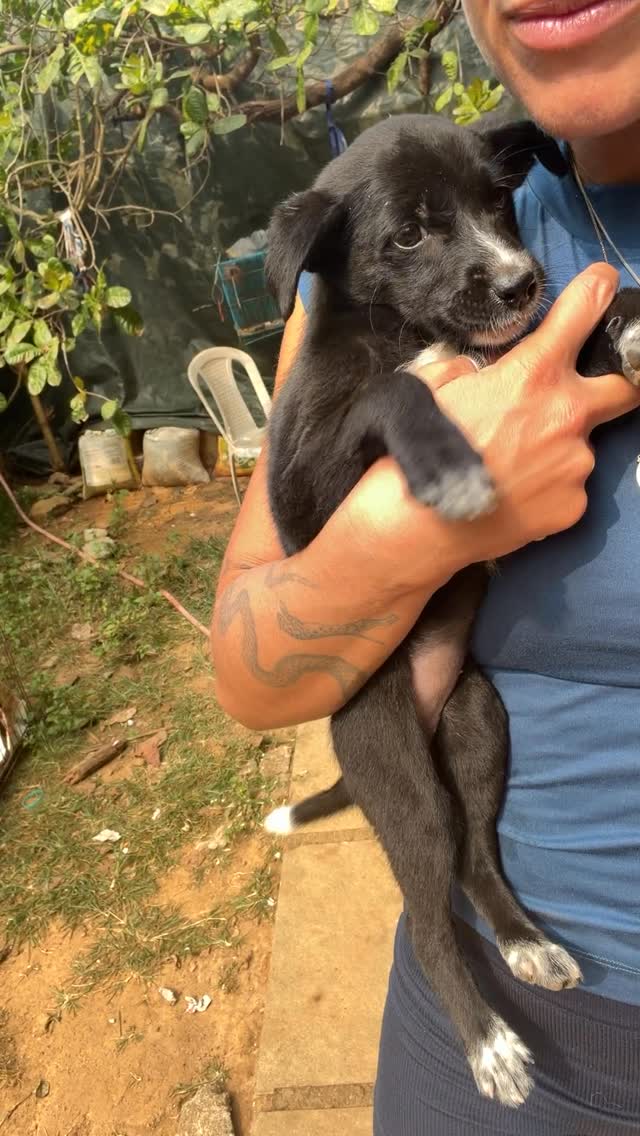 Little update on Biscuit, the puppy we found by the side of the road. He’s absolutely gorgeous, loves cuddles, and is full of playful energy. We’re hoping someone will fall in love with him just as we have and consider giving him a second chance at love.
#animalrescue #animalshelter #dogsofinstagram #adoptdontshop #puppylove