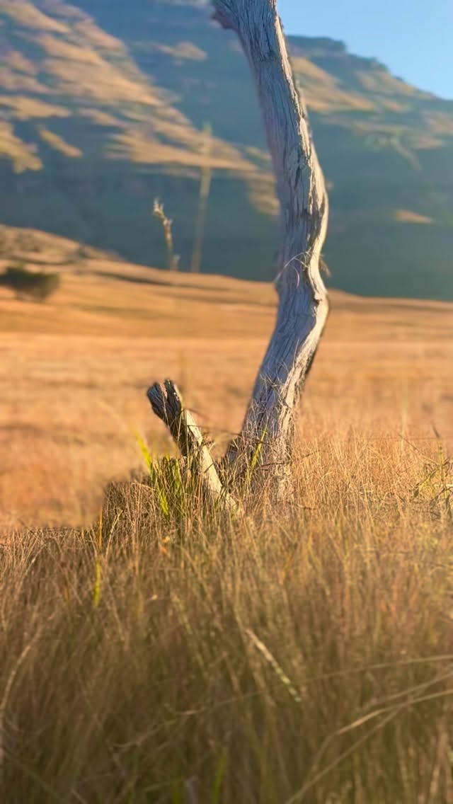Set deep in the mountains, Giants Cup Wilderness Reserve offers stunning self-catering accommodation in a landscape defined by beauty, silence, and stillness. A true escape, where nature and tranquillity come together.
#nature #drakensberg #naturelovers #drakensbergmountains #beautifuldestinations #getaway #beautifulplaces #goplaces #beautifulsouthafrica #weekendgetaway