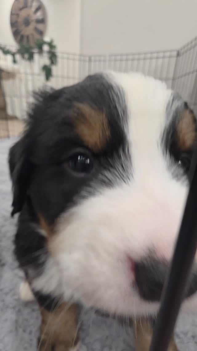 Just some cute puppies. Rocky and Charlie together.
#bernesepuppy #bernesemountaindog #berner #puppylove #puppylife