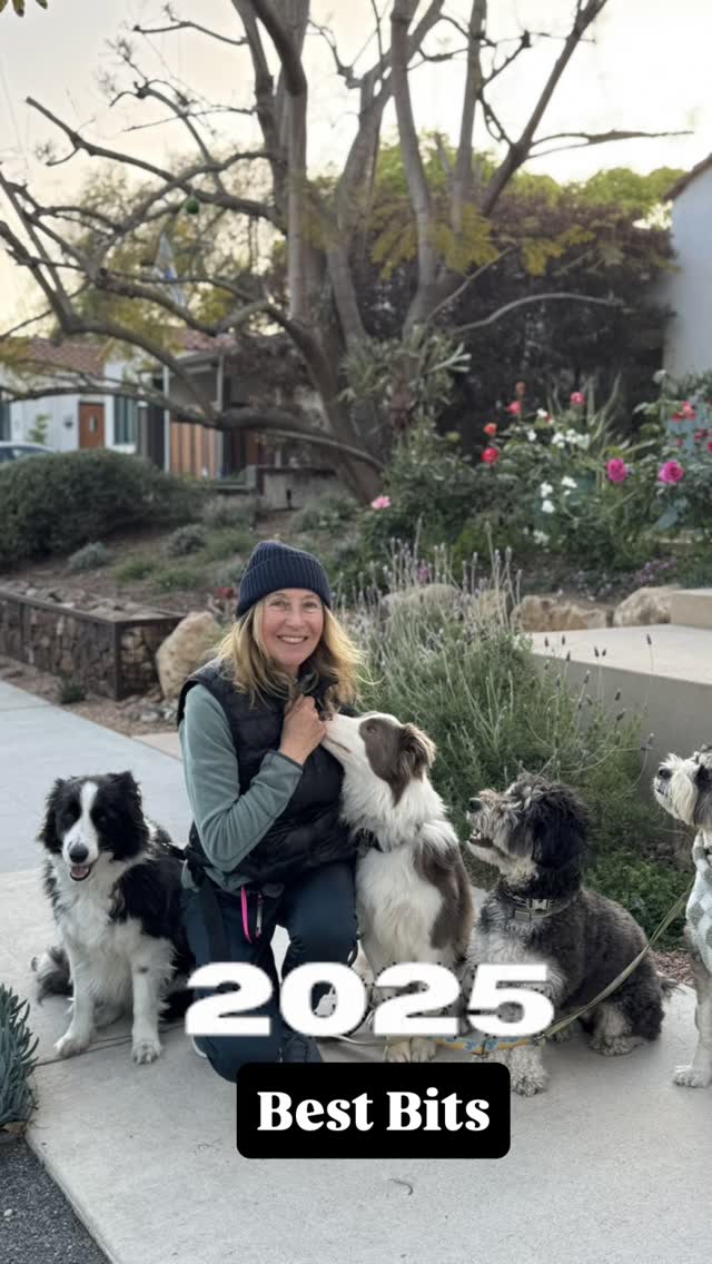 Goodbye, 2025.
As I reflect on the low and highlights of this year, I’m filled with deep gratitude.
Because none of this happens alone, what drives me is the community I get to stand besides: devoted dog parents, breeders, rescue groups, fellow trainers, veterinarians, groomers and petpreneurs who show up with ❤️, integrity, and a shared mission to do better for 🐶. Here’s to a new year of connection, progress, and life-changing moments: one walk, one training session, one bond at a time. #dogtraining #herdingdogs #dogbehaviourist