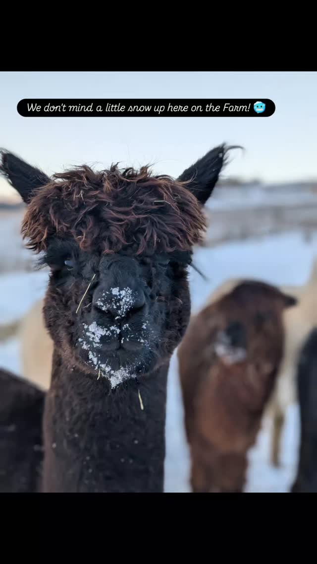 SNOW DAY! 🥶⛄🌄
We are used to a bit of snow up here at Tomnauld Farm. Sitting 250m up on the beautiful hillside we are above the snow line in Scotland. If there's snow somewhere in Scotland - we get it too 🤣
However this means we are well versed in prepping water buckets, managing extra feed and keeping a close eye on all the animals in the cold temperatures.
We are also pretty great at Sledging too 🛷🫣👍
We hope everyone is keeping warm as temperatures plummet this week.
#farmstays #perthshire #farmtour #alpacas #donkeys