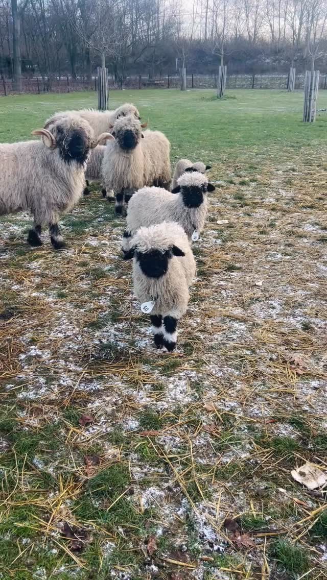 ❄️❄️❄️❄️