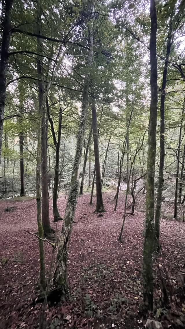 Ich könnte euch jetzt lang und breit von meinen Errungenschaften im Oktober erzĂ€hlen, aber das will ich ja gar nicht! Ich will euch erzĂ€hlen von Begegnungen die mich aus meiner Komfortzone heraus kitzeln, ich möchte erzĂ€hlen von meinem Herzensprojekt der Kristallfotografie, die mich die analytische Fotografie verlassen lĂ€sst. Weg davon was wir offensichtlich sehen und mehr in der Tiefe zu gehen d.h. mit dem GefĂŒhl zu sehen und alles was dazwischen und dahinter ist und innen drinnen⊠aber auch rundherum also unsere Umwelt mit einbeziehen. Wenn wir daran glauben dass alles Schwingung ist, und dass das alles rundherum auf auf uns einwirkt dann ist das konserviert in einem Bild! Das offensichtlich Unsichtbare sichtbar macht - was immer da ist - was dir zeigt was in dir steckt! Wer du bist, aber auch fĂŒr jeden Betrachter eine individuelle Botschaft in sich trĂ€gt! Das ist das was mir wichtig ist! Dinge die uns bewegen die uns wachrĂŒtteln, die uns vielleicht einen neuen Weg zeigen oder einfach vielleicht keine neuen Weg⊠aber uns in unser GespĂŒr bringen lĂ€sst.