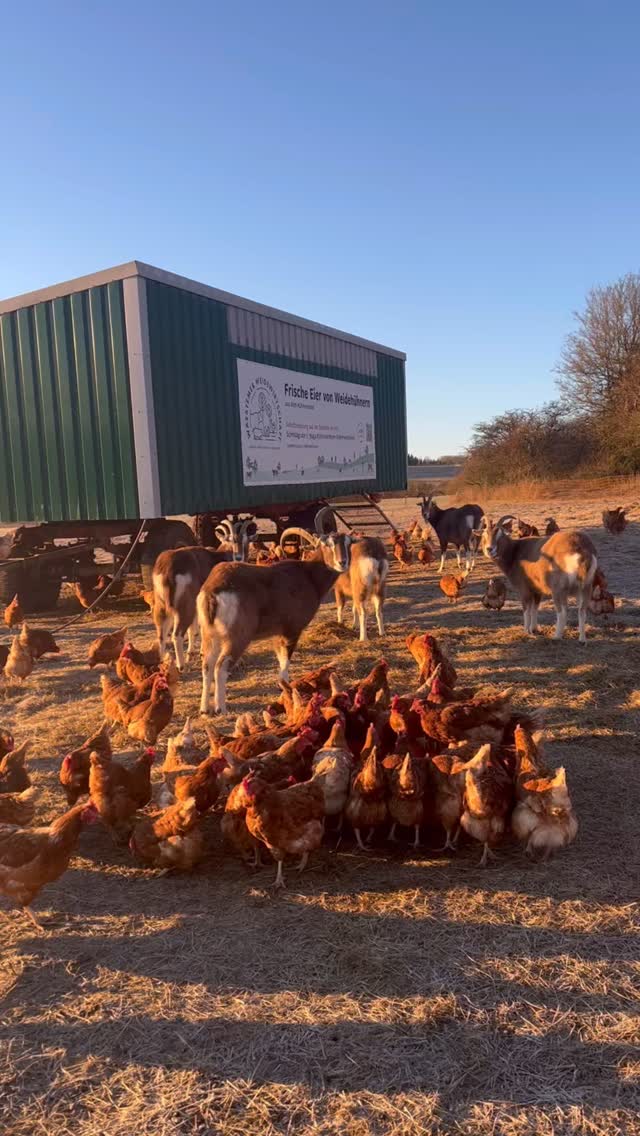 Dezember Momente auf unserem Biohof
Wetter & Natur: ☁️❄️✨☃️
Neben einigen Wochen wirklich frustrierendem Nebelwetter, dass sich wochenlang über dem Dorf hielt, gab es auch einige wirklich schöne, frostige Glitzer-Wintertage. ❄️✨
Garten & Ernte: 🥕🎃🥔🧅
Es wurde deutlich ruhiger im Garten. �Wir konnten noch Grünkohl, Feldsalat, Postelein, Lauch, Asiasalat, Kräuter, Wirsing und Rotkohl direkt vom Beet ernten.
Aus dem Lager genießen wir noch immer Kürbis, Rote Bete, Chinakohl, Wirsing, Möhren, Kartoffeln, Zwiebeln, Rotkohl, Äpfel und Birnen
Leider haben die zu starken Fröste den Knollensellerie und die Rote Bete, die noch im Beet auf die Ernte gewartete haben, dahin gerafft. 😢
Unsere Tiere:
Die Kühe und Ziegen haben alle dickes, wollig-warmes Winterfell. 🐮🐐
Die Hühner lieben es den Schneeflocken nachzujagen und legen weiterhin fleißig Eier. 🐓🍳
Erna und Idefix - die Herdenschutzhunde - blühen bei kalten Temperaturen erst richtig auf und spielen den halben Tag. Die andere Hälfte des Tages legen sie sich freiwillig MITTEN in den Schnee und schlummern tief und fest. 🐾
Tiefpunkt des Monats:
Diese sinnlose Silvesterböllerei. Ich kann das einfach nicht verstehen. Es kostet Geld und schadet Natur, Umwelt und (Wild-)Tieren. Aber es wird jedes Jahr merklich weniger - ein Lichtblick. 🙏🏻
Highlights des Monats:
Wir haben uns viel Zeit zum Kochen und Speisen genommen 🤍�Jede Woche geht es langsam weiter bei unserer Haussanierung. Die frostig-sonnigen-glitzer-Wintertage lieben wir sehr. Die Anbauplanung ist so gut wie fertig und das Jahr 2026 wird A U F R E G E N D 🥳
#biobauernhof #direktvombauern #gemüseabo #biogemüse