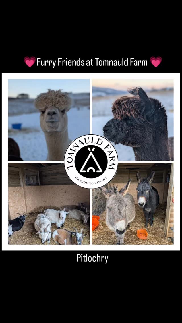 Our animals are keeping warm through this cold snap.
Plenty of feed, warm water buckets and extra cuddles ensure they are as comfy as can be.
The chickens are taking up residence in our feed shed and nestling into the giant round hay bale during the day and avoiding the snow at all costs!
What is everyone else doing to keep warm? 🥶
#donkeys #alpacas #hobbyfarm
#goats #perthshire