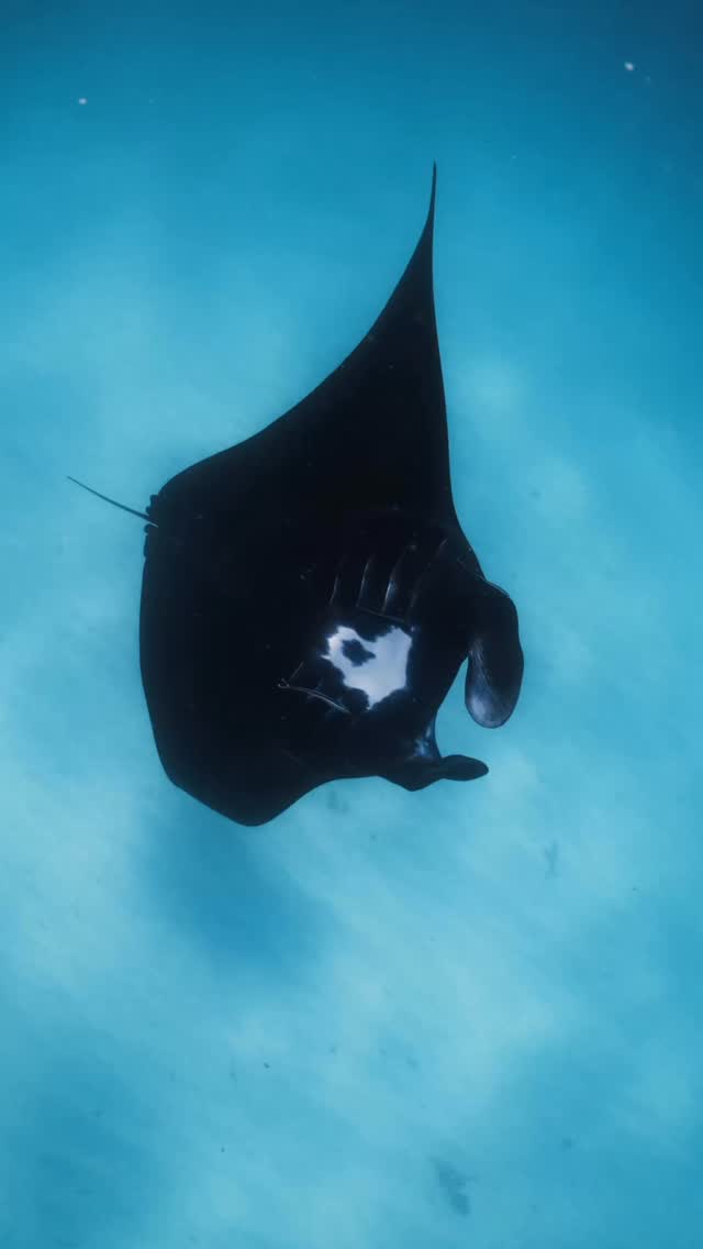Something special is coming soon…
Keep your eyes peeled! You won’t want to miss this!
🌊✨
#oceanecoadventures #ningalooreef #visitningaloo #australiascoralcoast #thiswa
📷 @ollieclarkephoto