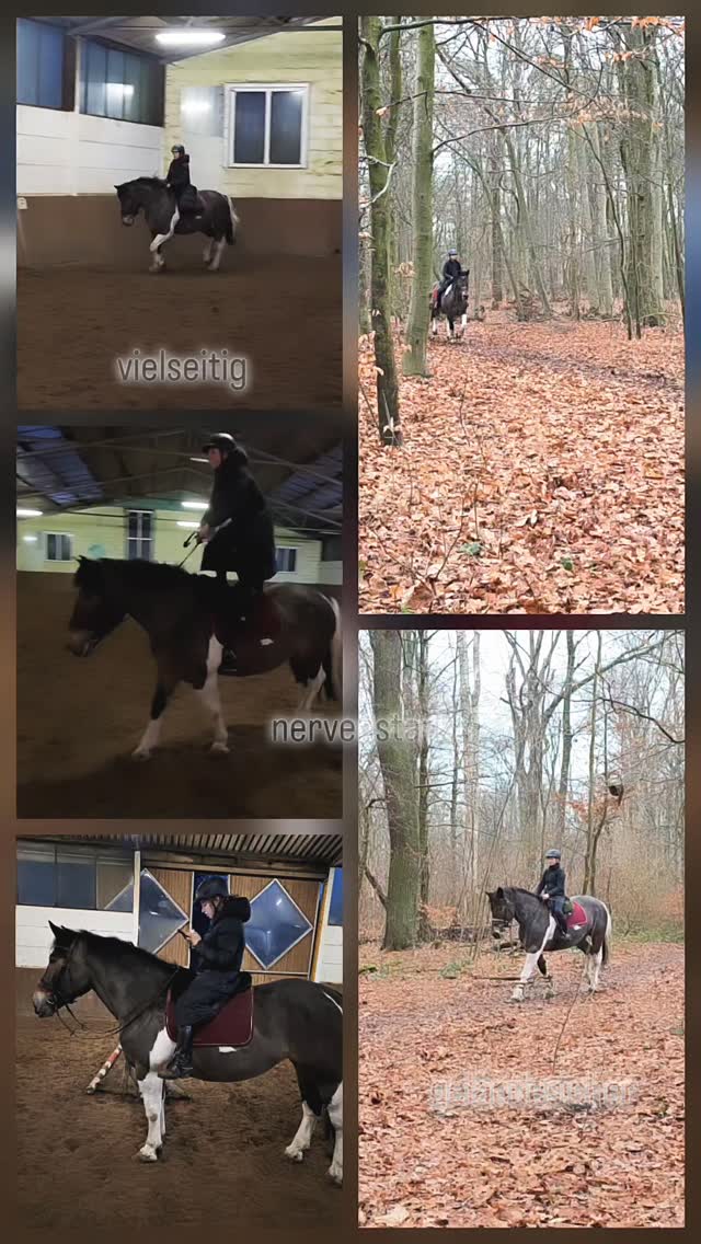 „Chillen, traben, galoppieren – alles in 7 Sekunden!“ 🐴✨
Annabelle zeigt, wie vielseitig sie ist: vom Gelände bis in die Halle, Schritt, Trab oder Galopp – sie macht einfach mit.
Ein Pferd, das Spaß macht und vielseitig einsetzbar ist – ideal für alle, die ein unkompliziertes, geländesicheres Pferd suchen.
#VielseitigesPferd #Geländesicher #PferdeLiebe #Reiten #PferdeZuVerkaufen #maresilange
