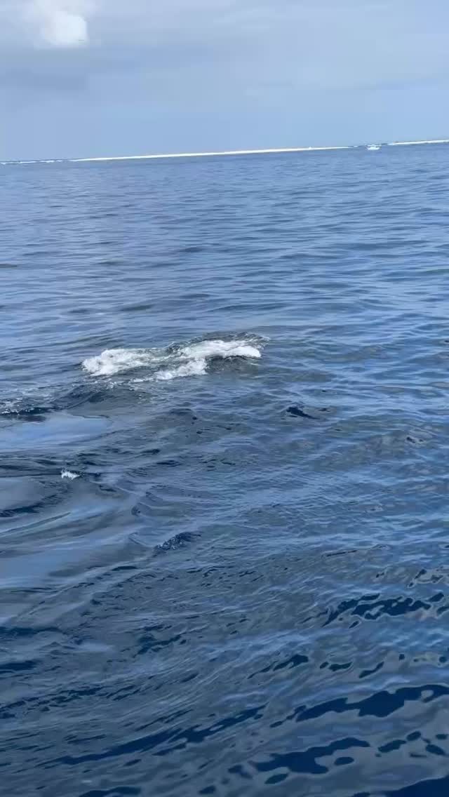 今年もクジラが沖縄に子育てに来てくれました。
今年はたまーにホエールスイムやります。
ーーーーーーーー
ハイサイ!沖縄のダイバーのコージーです!
沖縄の海でダイビングを楽しむ動画を作ってみました^_^
良いなと思ったら高評価とチャンネル登録をお願いします。
皆さんの温かいコメントで励まされています。知らんけど^_^
ーーーーーーーー
沖縄本島中北部の海で超楽しいダイビングスクールを開催しています
https://www.awoddiving.com/
※ホームページからご予約可能です。
ーーーーーーーー
インスタグラム📸
ID/awoddiving_okinawa
ーーーーーーーー
#アワードダイビング沖縄 #awoddiving #沖縄ダイビング #ザトウクジラ #ホエールスイム