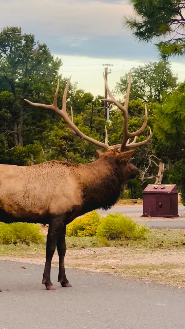 This is the third largest bull elk on the South Rim of Grand Canyon National Park and he was just feet from our fifth wheel’s door.
Every day, we watched him and a whole herd of cow elk wander through Trailer Village RV Park right inside the park gates.
If you love wildlife (and want a front-row seat to the elk rut), book a site at the Trailer Village RV Park from late August to mid-October. It’s the only full-hookup RV campground inside the park and the shuttle stop is right at camp!
#grandcanyon #nationalpark #elk #rvlife #rvtravel