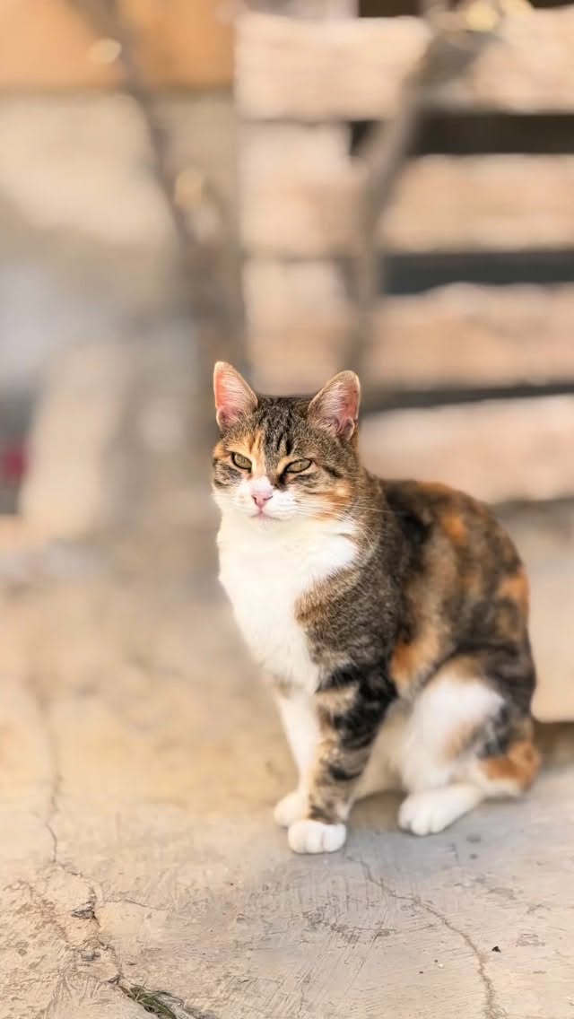 Gela die Chefin 🐈
Die Katzenbande ll