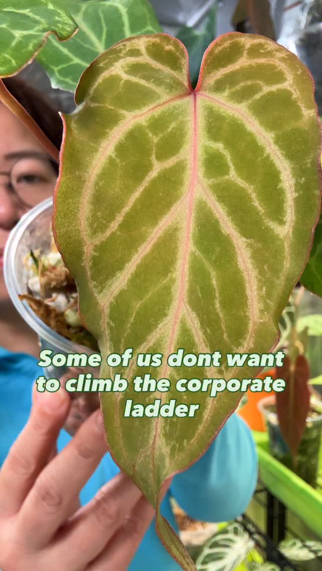 Please buy my plants so I can pretend I have my life together 😆🙈
I’ve pour my skills and mental health for the big man for over 20+ years.
It is time for me to bet on myself and take care of my own path.
This is a scary road one to embark. Self doubt is the number one enemy. We’ll keep swimming and eyes on target. Do the right thing and hopefully… hopefully everything will fall perfectly in place.
#supportsmallbusiness #plantcommunity #plantjourney #amidoingthisright #plantlife #plantsmakepeoplehappy #bettingonmyself #pleasebuymyplants