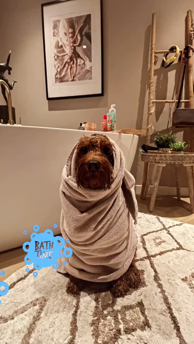 ❤️💦Van modder monstertje naar schoon knuffel heldinnetje❤️💦
#liefdevoordieren
#stralendzijn
#loslaten
#innerlijkwerk