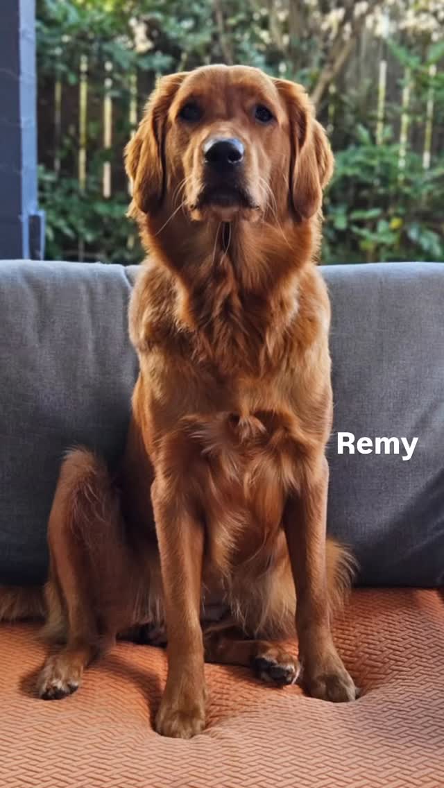Remy - Jr x Whisper - such a beautiful girl 🥰
Thanks for the photo Di and Micheal