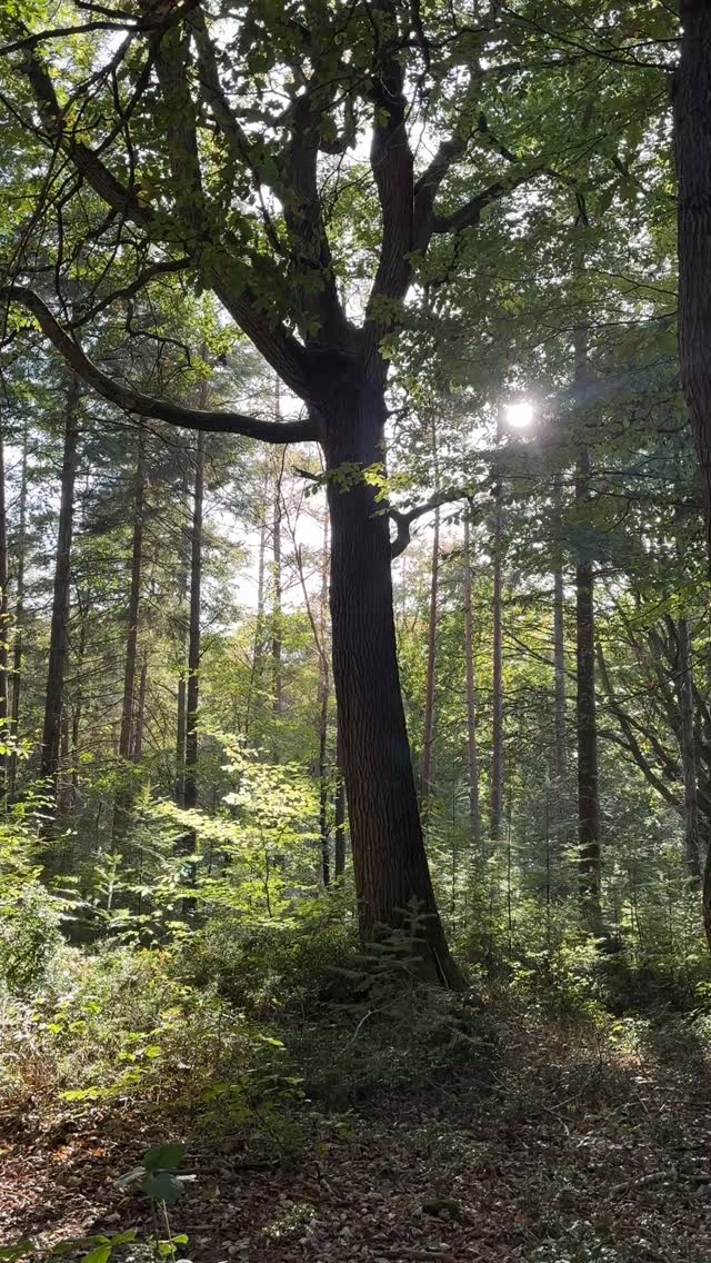 Let the trees hold you. Trust the timing. Feel into the earths cycles.
This week has been a gradual reemergence back into sharing classes and it’s been lovely to hold space, to sit within the many waves and contrasting energies for the new year vibes. Despite what the calendar says, the energy hasn’t shifted just yet. We are still moving through the realms of winter and are still very much deep in hibernation, introspection, shedding and I mentioned in class last night, allow the physical landscape of winter, that we observe, to be a blank canvas in which you can begin to paint a new picture.
Before we force ourselves forwards with momentum we are being asked to stay in the cool, quiet depths. The heart and mind don’t rush their transformation, they sit within, they reflect, they open (and close) allow winter to be a gentle outgrowing of what no longer fits. A blank canvas where you can create a new image, creating the steps towards the light of spring, where the new year actually begins.
Amongst classes I’ve felt myself feel many layers, highs and quite a lot of lows, I’ve allowed myself to feel them and learn the lessons along the way. Think of the experiences as a shedding, a process where you are kinder towards yourself and others.
This month we can explore these principles in our practice:
Deepening awareness instead of seeking outward results.
Shedding old layers of identity and habit.
Listening to the silence before the noise.
Don’t rush the emergence. Let the shedding be complete so you can step into the next chapter unburdened. ✨
#wildloveyoga #spring #newyear #mindfulness #meditation