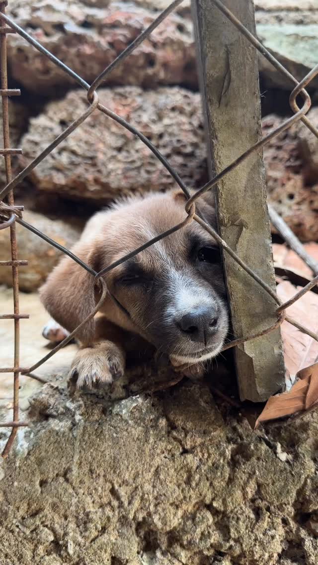 This time of year so many puppies get dumped at ARC and it’s incredibly hard to keep up with the number of mouths to feed.
Please if you can spare it can you send us a donation to our GoFundMe or aternatively food directly to us from our Amazon Wishlist. Both links are in our bio. 🙏
#animalrescue #animalshelter #dogsofinstagram #adoptdontshop #puppylove