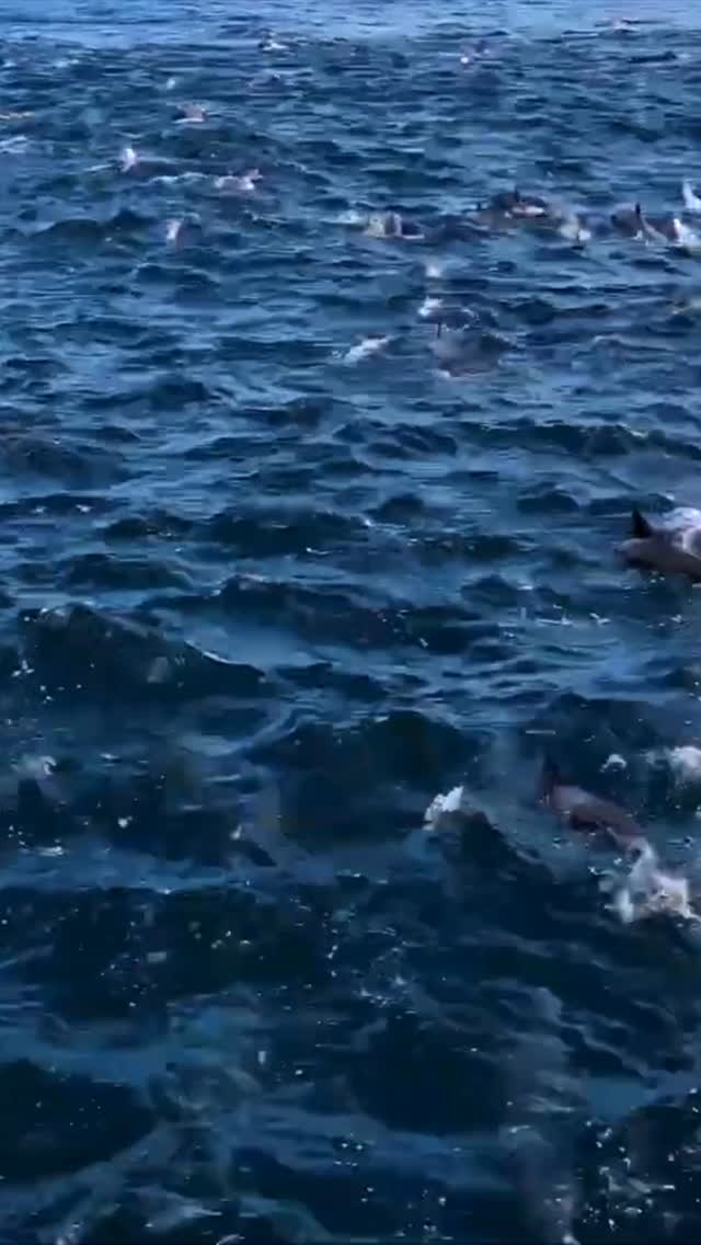 Hereās a clip from Ep76 of our podcast where Shane Jarvis of @panamafishing talks about out the incredible fishery that Panama offers and this part of the show he dives into the amazing tuna fishing they have and the multiple ways you can fish for them. Hard to beat place to fish on the world and a hard to beat lodge to do your trip out of.
Blue link in bio to hear the full podcast.
#saltwatereuphoriapodcast #sportfishing #sportfishpanama #panamatunafishing #tunafishing #tuna #fishingpodcast