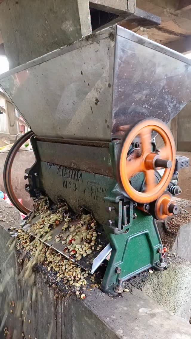 ✈️ Ever been to a smallholder coffee farm? Either way come visit us anytime! 🌍
🤝 If you’re a roaster seeking a long-term business relationship with the specialty coffee farmers who farm your beans, reach out!
🔗 Click the link in our bio or DM our farming group. We ship almost anywhere on pallets.
#greencoffee #specialtycoffee #nicaragua #naturalprocess #honeyprocess #thirdwavecoffee #anaerobiccoffee #pacamara #directtrade #directtradecoffee #woc #coffeeprocessing #sustainablecoffee #biodynamiccoffee #coffeeroaster #coffeesorting #coffeeroasting #coffeefarm #sampleroasting #goldmtncoffee #besocialbegold #coffeefermentation #carbonicmacerationcoffee #nicaraguancoffee #worldofcoffee #yellowpacamara #yellowcaturra