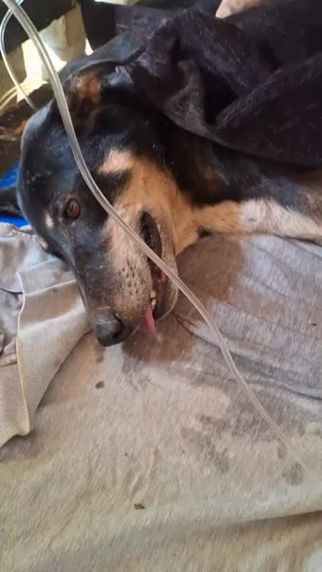 For the past five years, someone has been deliberately poisoning dogs on Palolem Beach.
The method is cruel and calculated: offering water laced with poison. In the intense heat, water is essential for beach dogs, especially as much of the food they receive is salty and increases thirst. This makes the person extremely difficult to catch in the act.
This is the third dog poisoned this year. In previous years, it has happened repeatedly. Five years ago, 21 dogs were killed in a single day.
These incidents are happening near Café del Mar, Palolem Beach. To be absolutely clear: this is not anyone working at Café del Mar.
This dog was brought to us by a kind local who regularly feeds the dogs near Café del Mar. He brought in two dogs earlier this week who did not survive. This one is now fighting for his life at ARC.
We are reporting this to the police again and are actively gathering further evidence. We have an idea who may be responsible and are doing everything possible to ensure they are caught.
Poisoning animals is a criminal offence under India’s Prevention of Cruelty to Animals Act, 1960.
How you can help:
Please share this so people are aware
Put out clean, safe water for dogs along Palolem Beach
Stay alert around the Café del Mar area and report anyone behaving suspiciously
These dogs depend on the community for safety. Awareness and vigilance can save lives.
#animalrescue #animalshelter #dogsofinstagram #adoptdontshop #goa