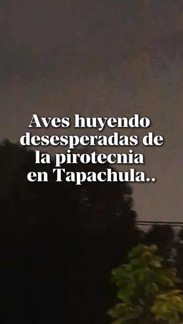 Para los que dicen que la pirotecnia no es dañina y se excusan diciendo que "es solo una vez al año 🙄"
Recordemos que nuestro impacto ambiental es tooooodooo el año
.
.
.
.
.
.
#pirotecnia #educacionambiental #avesurbanas