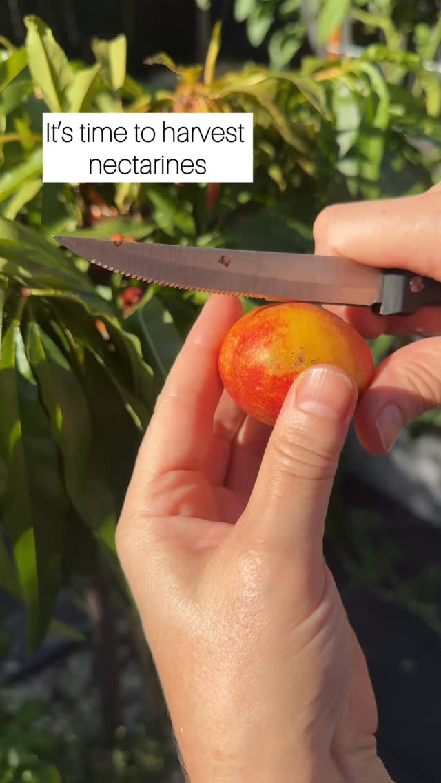 🍑 Year one. One nectarine. No orchard required.
This is a dwarf nectarine tree made for small gardens and pots — and yes, you can get fruit in your first year of planting.
Perfect for small space gardening, edible landscapes, and anyone who thinks fruit trees are “too hard”.
Juicy. Sweet. Proven.