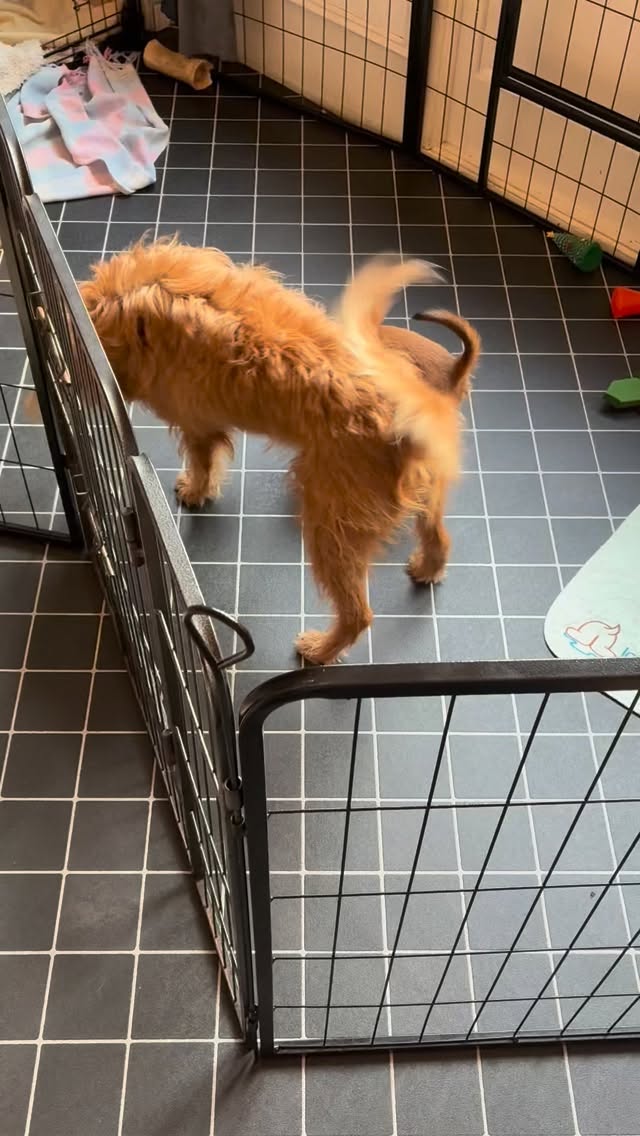 Here’s a tear jerker for you… Edna having a final play with the last pup to go… Miss Blue. #lastplay #flyingthenest #byebyebaby #goodbye #puppy #allgrownup #irishterrier #irishterriersofinstagram #tearjerker #irishterrierlovers #newhome #newfamily