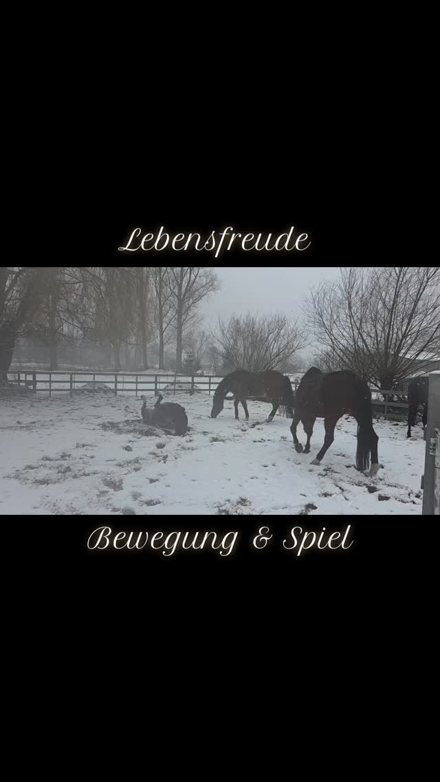 Schnee macht keinen Unterschied ❄️
Zuchtstuten, Sport- und Verkaufspferde –
alle zeigen dieselbe Freude,
wenn sie einfach Pferd sein dürfen. 🤍
#pferde #pferdeliebe #horsesofinstagram #horseofinstagram
#winterpferd #pferdeglück
#pferdezucht #zuchtstuten
#sportpferd #verkaufspferd
#pferdehaltung #pferdealltag #maresilange