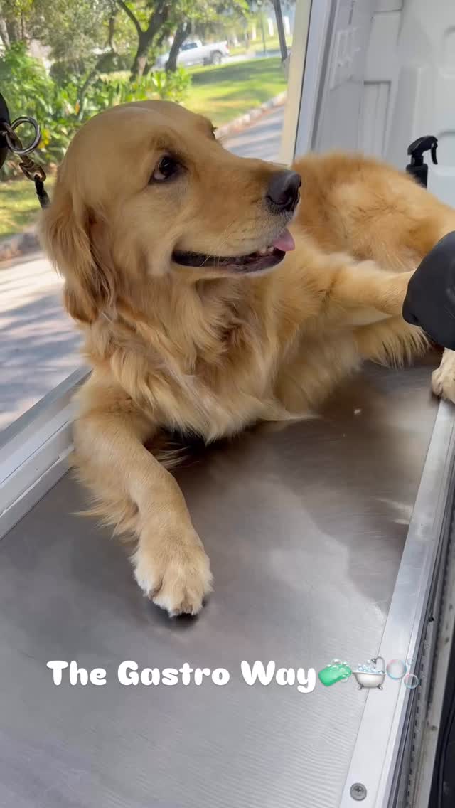 Bella is always a lady when getting pampered by Gastro Mobile Dog Wash🫧🐾#thegastroway #houston #doglovers #gastromobiledogwash #dogsofinstagram