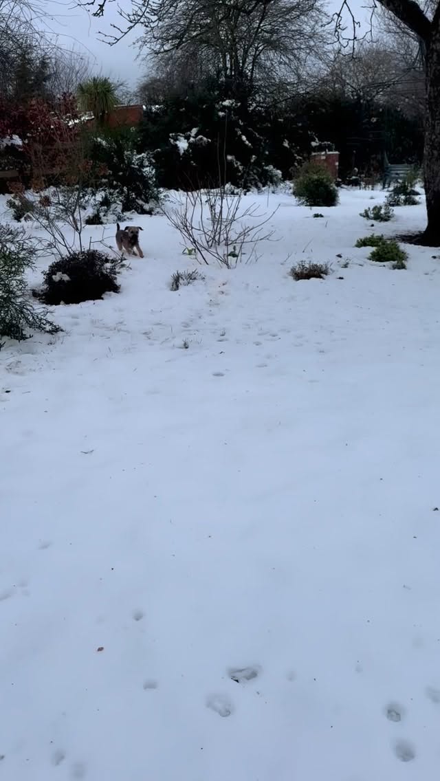 Saturday back open in the shop after a snow day clearing up after the storm (helped!!) by Monty 🐾🤍🐕
#stormgoretti #borderterrierpuppy #shropshirelife #thomasgloverjewels #smallbusiness