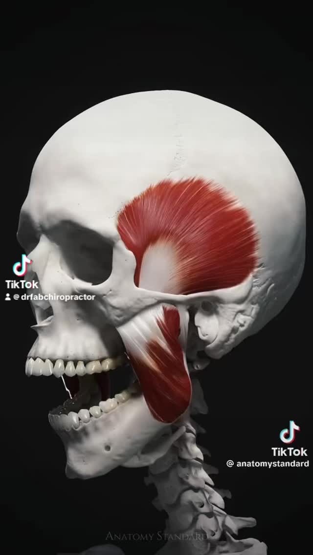 TMJ & HEADACHE PAIN?
Jaw clicking
Facial tension
Neck tightness
Frequent headaches
Dry needling + soft tissue release can help reduce muscle tension in the jaw, face, and neck—targeting the source of TMJ pain, not just the symptoms.
✔️ Improve jaw movement
✔️ Reduce headaches
✔️ Ease facial & neck tension
.
.
📅 Book now:
Relief starts with the right care.
• Initial Chiropractic Consultation (new patients)
• Long Consultation (existing patients)
📞 Call our friendly staff: 9369 7987
💻 Or book online:
👉 www.sanctuarylakeschiro.com.au
👉 www.southyarrachiropractic.com.au Credit image to @anatomystandard 🙌