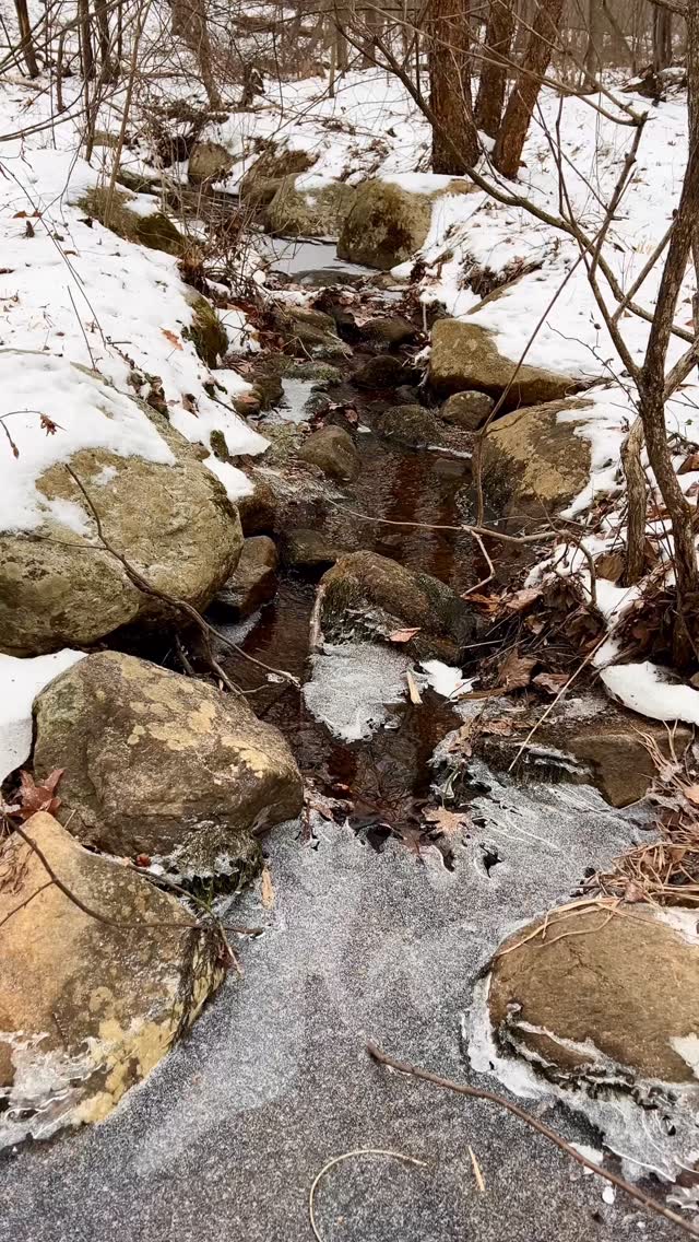 We enjoyed an auspicious start to 2026, out in nature with a First Day Hike at South Branch Preserve South. Quite a number of intrepid souls braved the cold, windy day, and some even went on to walk the loop a second time! The sun, the freshly fallen snow, and the active little streams running under the ice made for a lovely morning as we identified birds and speculated about wildlife tracks.