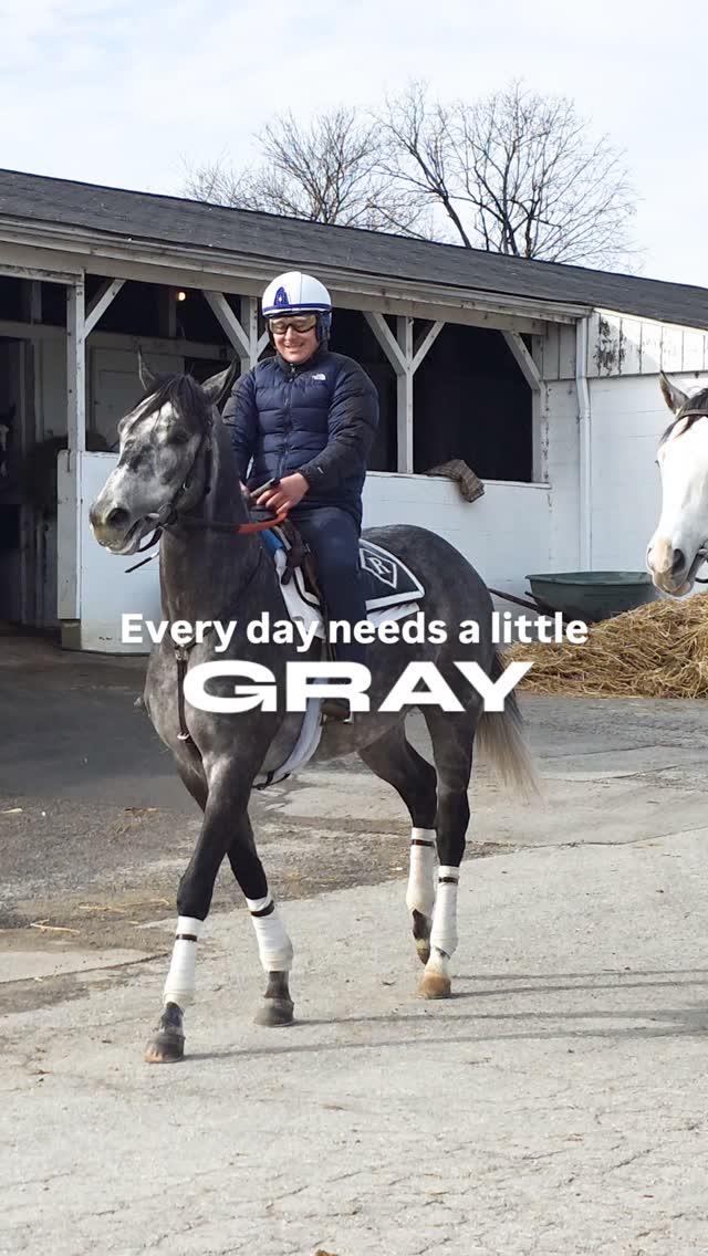 Even though the sun shines bright on our Old Kentucky Home today, still don't mind a little gray especially if it's Shogun and Monsieur Big Man!