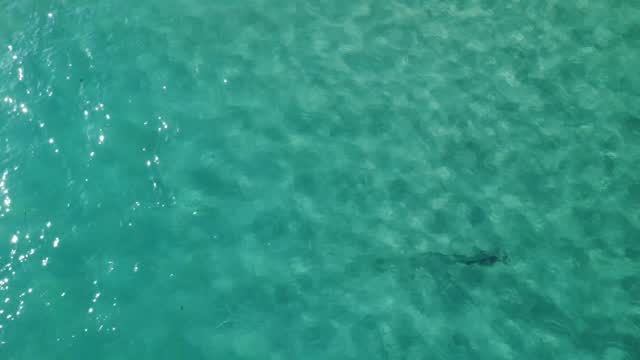 The water was a little #wavy but you can see the unmistakable shape of a great #hammerhead #shark #swimming parallel to the #beach. This was near our regular #fishing location. Hopefully portends a productive #season for #hammerheads. Looking forward to getting out on the water soon. #marinebiology #sharks #research #fieldwork @fauscience @colganfoundation