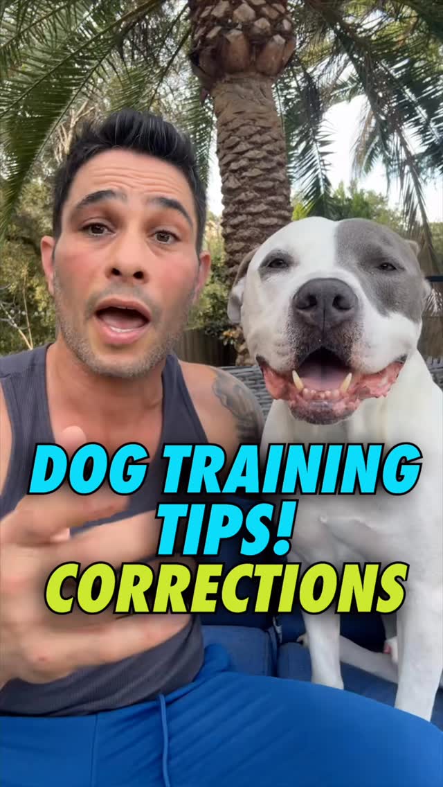For training in LA & NY hit us up.
#dogs #dogtraining #dogmom #dogdad