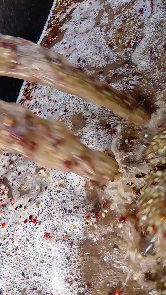 #washedcoffee — it’s still a thing and it’s still awesome when done right… even though we love carbonic macerations and naturals and fruit ferments and honeys and more.
🤝 If you’re a roaster seeking a long-term business relationship with the specialty coffee farmers who farm your beans, reach out!
🔗 Click the link in our bio or DM our farming group. We ship almost anywhere on pallets.
#greencoffee #specialtycoffee #nicaragua #naturalprocess #honeyprocess #thirdwavecoffee #anaerobiccoffee #pacamara #directtrade #directtradecoffee #woc #coffeeprocessing #sustainablecoffee #biodynamiccoffee #coffeeroaster #coffeesorting #coffeeroasting #coffeefarm #sampleroasting #goldmtncoffee #besocialbegold #coffeefermentation #carbonicmacerationcoffee #nicaraguancoffee #worldofcoffee #yellowpacamara #yellowcaturra