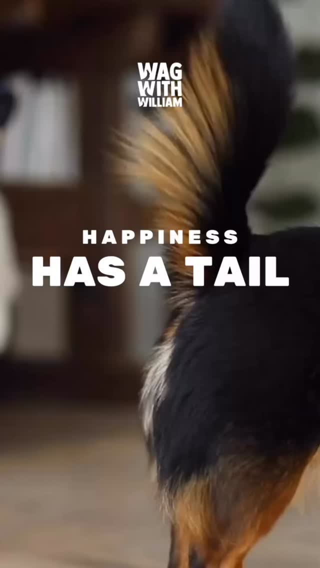 Starting the year with wags and gratitude. #WagWithWilliam #FearFreeTraining #PositiveReinforcement