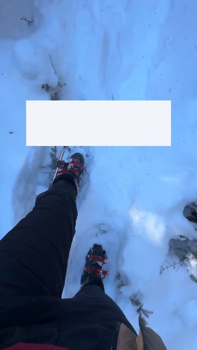 It sounds like an exaggeration until you step into the bush and see highways like these beaten into the snow! ❄️
In the Boreal forest, populations move in waves that peak every 8 to 11 years. We’ve been monitoring this trend closely, and last year was strong but 2026 is showing some great signs too!
When the density hits this level, the hares stop wandering and start using these high traffic “runways” to move fast, evade predators, and conserve energy!
This is a lesson in reading the land. At ICSOS, we teach outdoor preparedness. True readiness isn’t just about gear, it’s about recognizing these windows of abundance so you can act while opportunities arise.
We’re seeing these highways everywhere right now! Are you seeing a similar trend in your neck of the woods? Let us know in the comments!🧐
#outdooreducation #landbased #wildlifetracking #survivaltips #survival