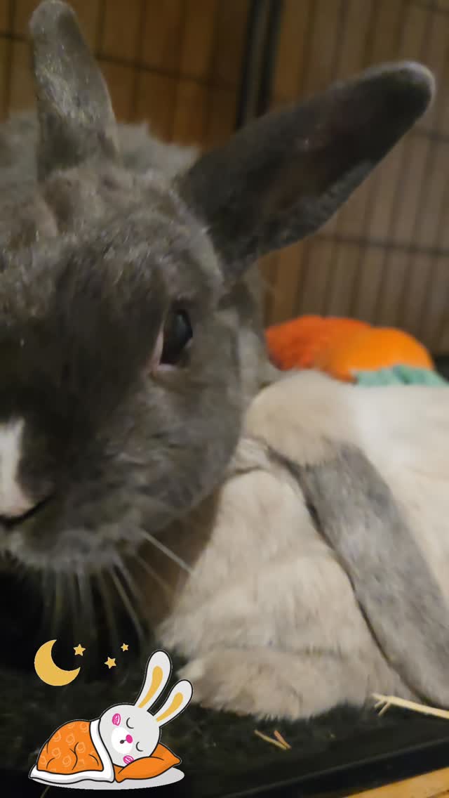 Good night from lovely Millie and Huihui!! They are loving their stay at the bunny hotel š°
#thecoolbunnysitters #petsitting #bunnylovers #bunny #bunnysitting