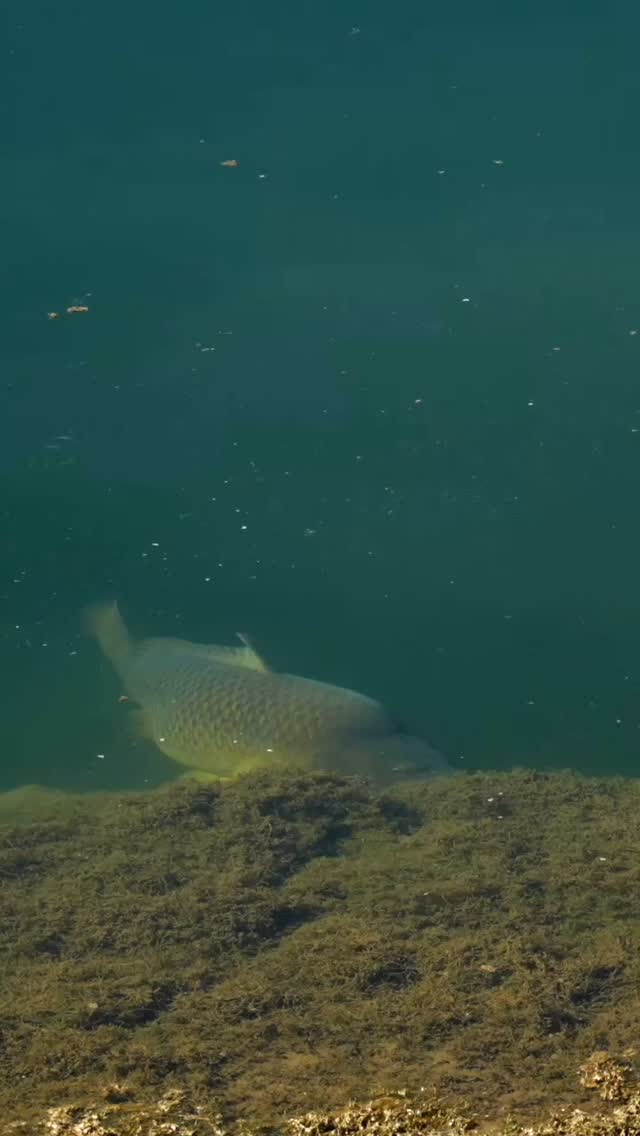 Méga commune sur la berge… 🐳
.
C’est un moment incroyable que @soelbrichecarpangler a vécu en tête à tête avec ce grand poisson…🤩🤩
.
#brakass #carpfishing #carpangler #carp #angler