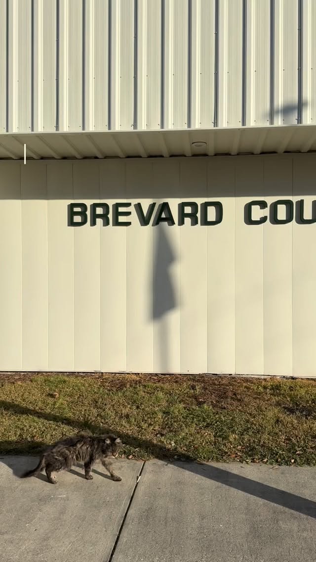 Thank you to everyone who donated to our classroom service project!
Because of your generosity, five animals found their forever homes, and we were also able to collect much-needed donations for many more animals still waiting for one.
Room 5 will continue accepting donations on an ongoing basis. Items that shelters are always in need of include:
• Wipes
• Pads
• Peanut butter
• Leashes
• Hard toys
• Pet food
Your support truly makes a difference. Thank you for helping our students turn compassion into action. ❤️🐾
#shelter #dogs #cats #rescue #donations