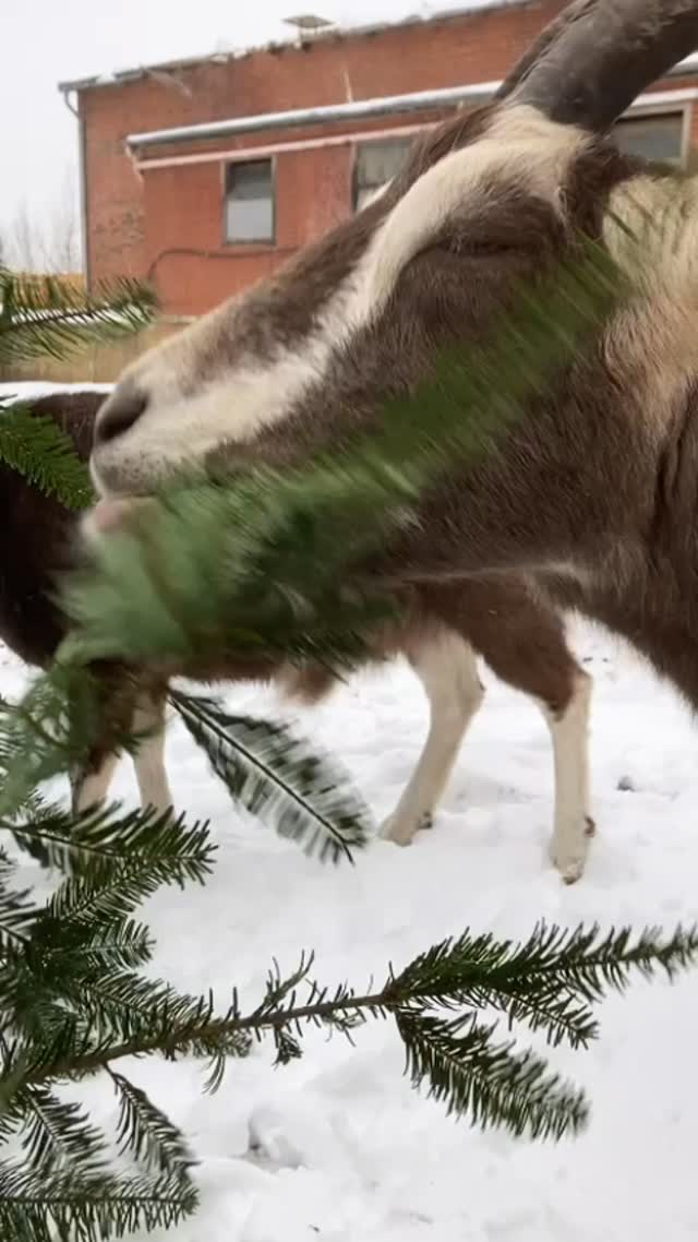 🐐So geht die Entsorgung der Weihnachtsbäume bei uns - den Thüringer Waldziegen schmeckt’s! Danke für den Film @lena_hofandenteichen