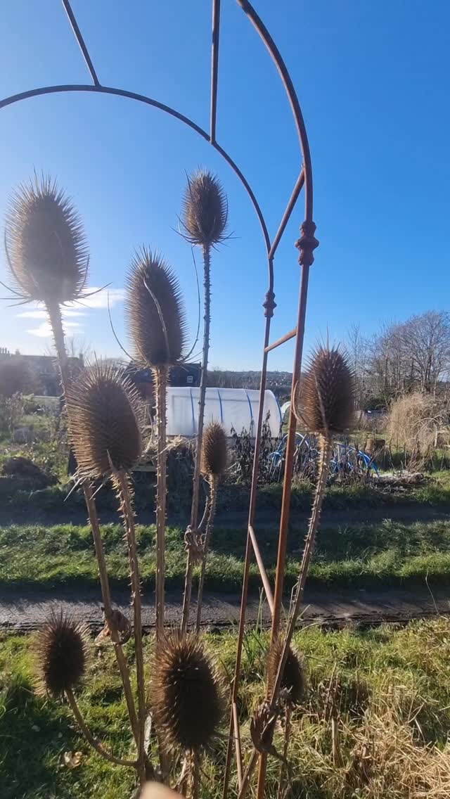 This is your sign to get outside in the garden and soak up this glorious crispy winter sun.
#gardeninglife #allotmentlove❤️ #gardenarch #steelgarden