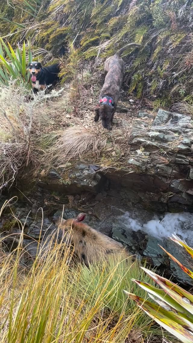 One eared boar bailed up 🐗 #pighuntingnz #hunting #southislandhuntingnz #huntingwithdogs #huntingnz